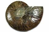 Cut & Polished Ammonite Fossil (Half) - Madagascar #364889-1